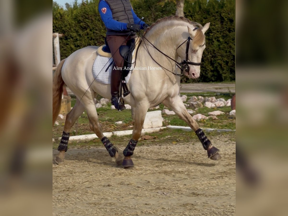 PRE Mestizo Semental 5 años 160 cm Perlino in Sevilla