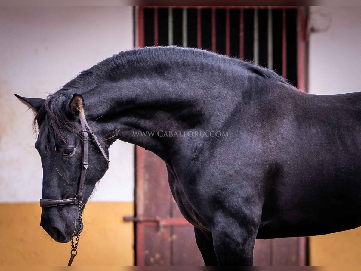 PRE Semental 5 años 161 cm Negro in Rafelguaraf