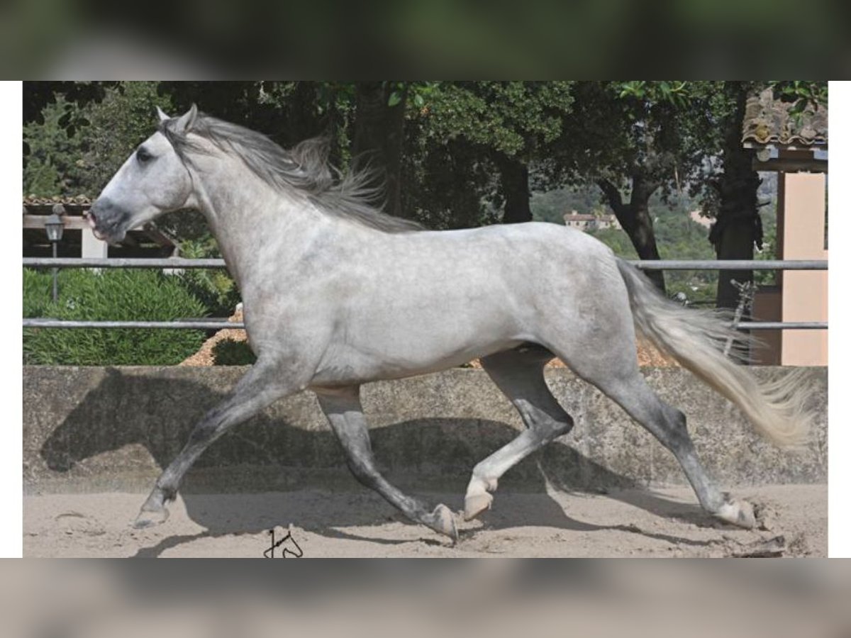 PRE Mestizo Semental 5 años 161 cm Tordo in NAVAS DEL MADRONO