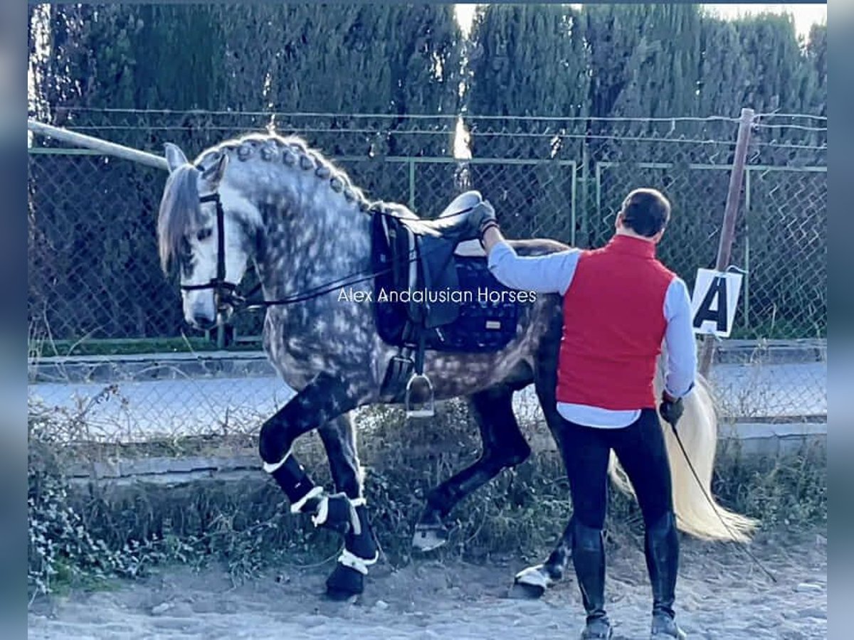 PRE Mestizo Semental 5 años 162 cm Tordo rodado in Sevilla