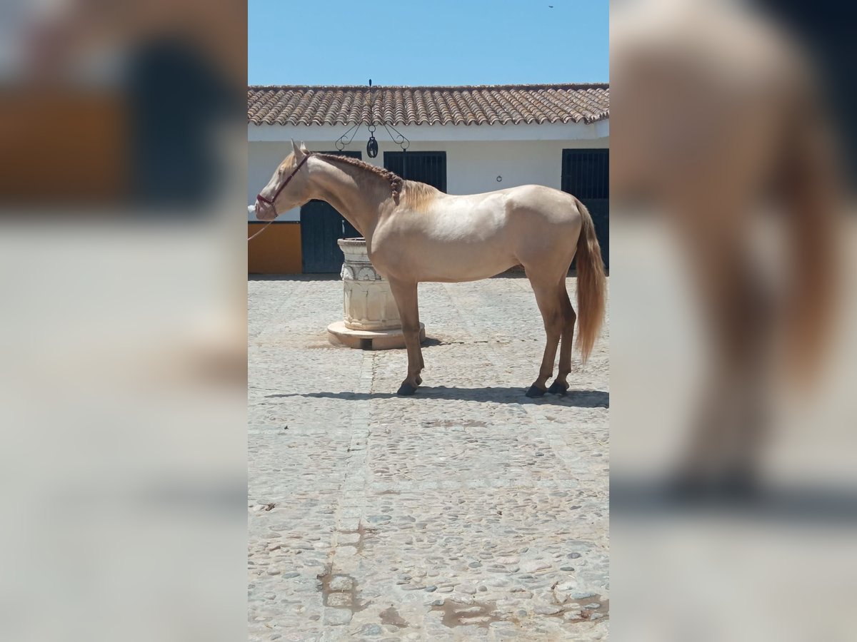 PRE Semental 5 años 163 cm Perlino in Arcos de la Frontera