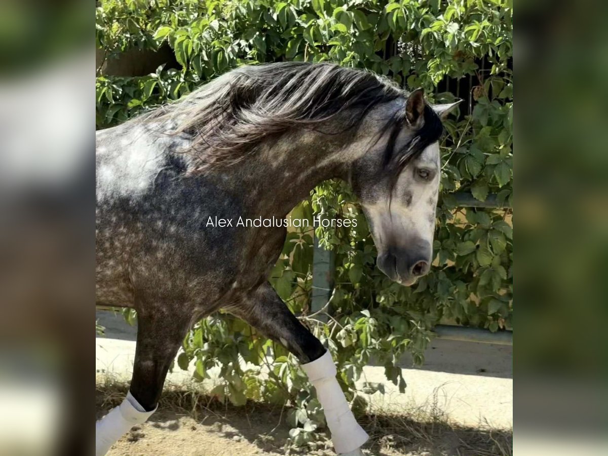PRE Mestizo Semental 5 años 163 cm Tordo rodado in Sevilla
