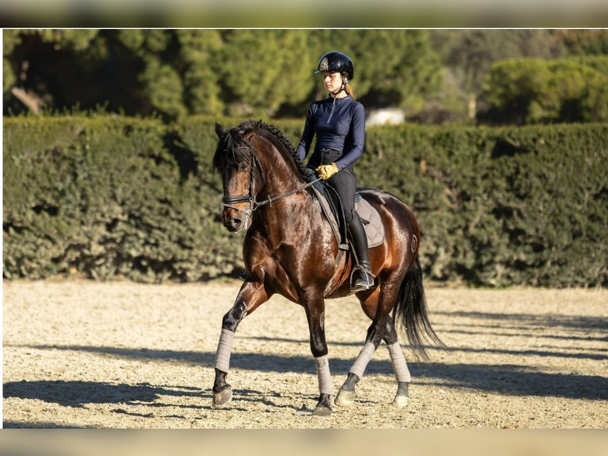 PRE Semental 5 años 164 cm Castaño oscuro in Barcelona