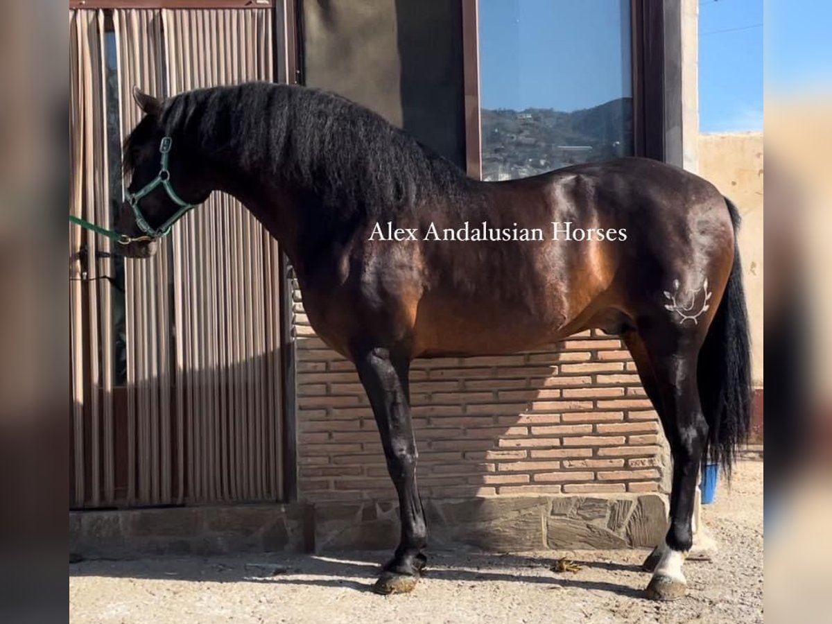 PRE Mestizo Semental 5 años 164 cm Castaño oscuro in Sevilla