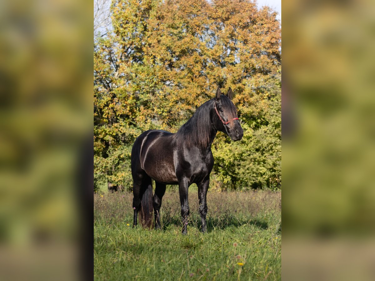 PRE Mestizo Semental 5 años 164 cm Negro in Caumont