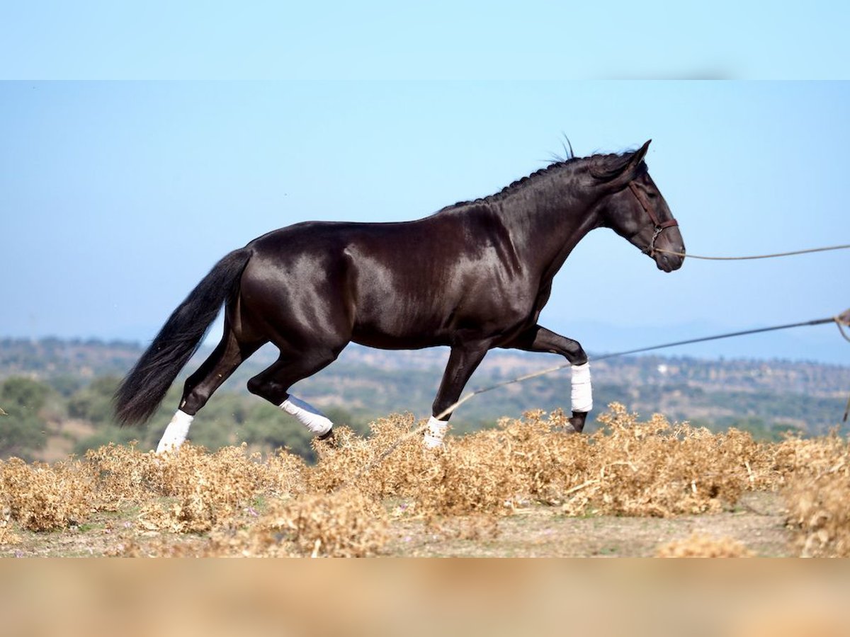 PRE Mestizo Semental 5 años 164 cm Negro in NAVAS DEL MADRONO