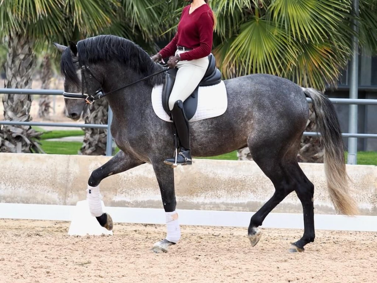 PRE Mestizo Semental 5 años 164 cm Tordo in Navas Del Madroño