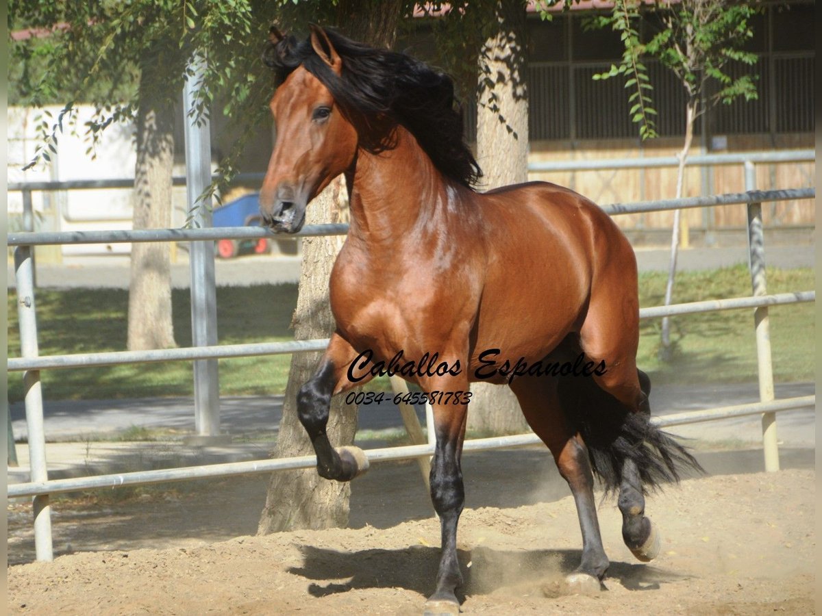 PRE Semental 5 años 165 cm Castaño in Vejer de la Frontera