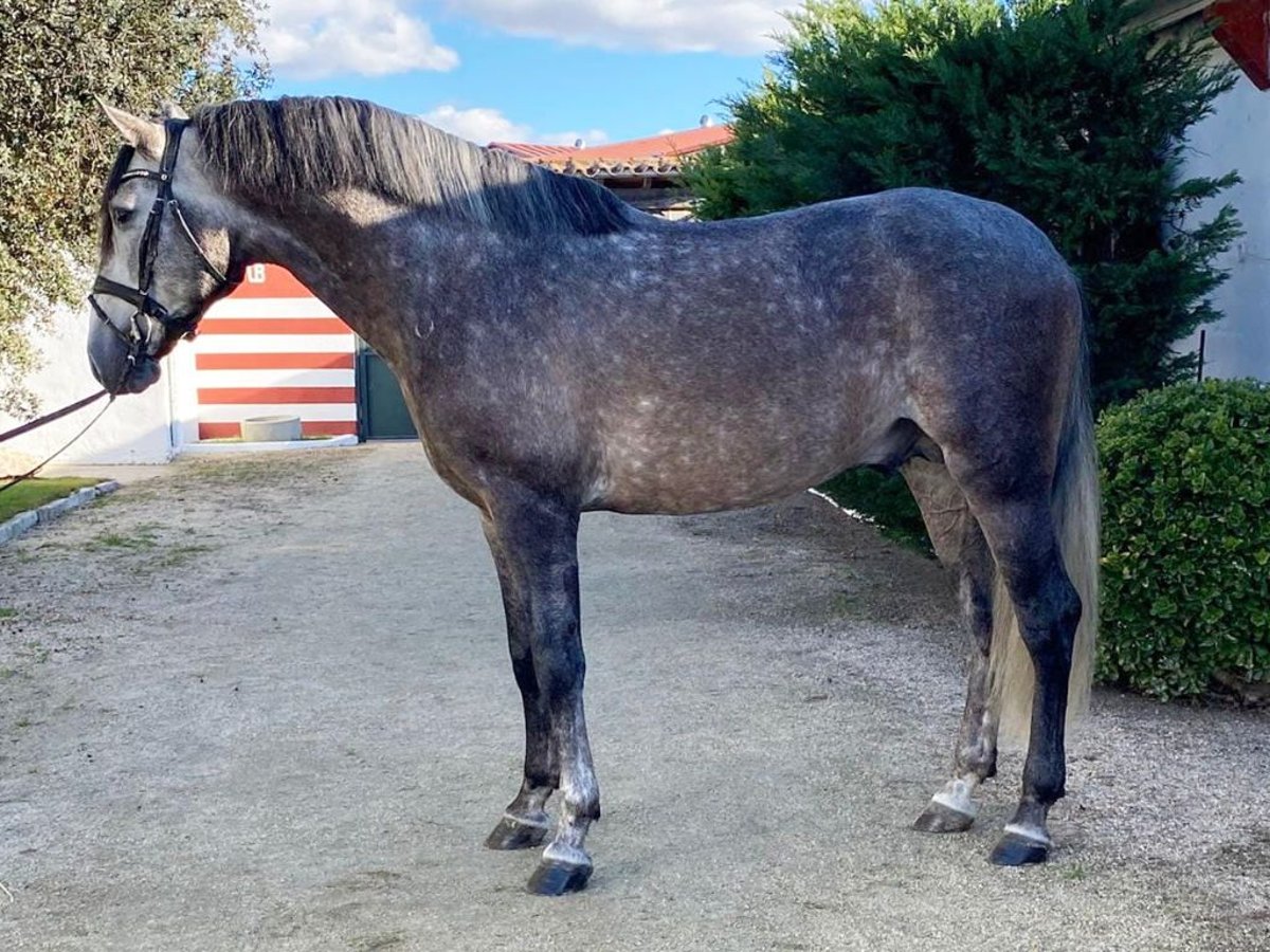 PRE Mestizo Semental 5 años 165 cm Tordo in Navas Del Madroño