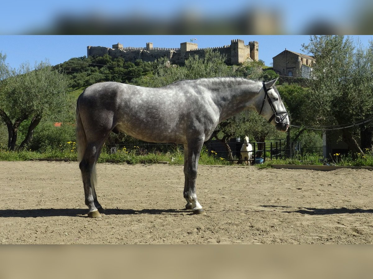 PRE Semental 5 años 165 cm Tordo in Alpera