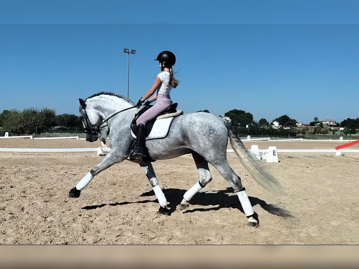 PRE Mestizo Semental 5 años 165 cm Tordo rodado in Martfeld