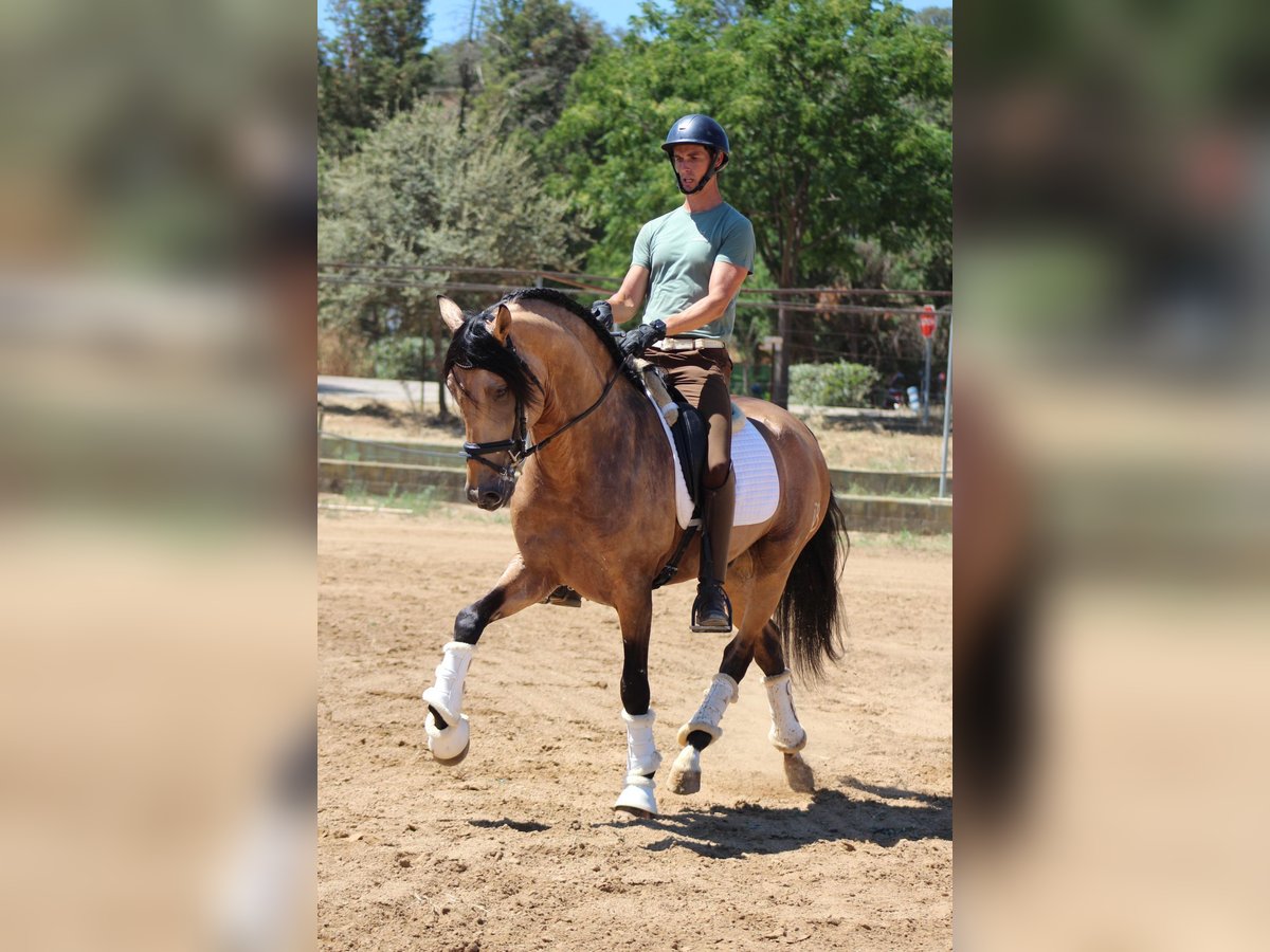 PRE Mestizo Semental 5 años 166 cm Bayo in Merida