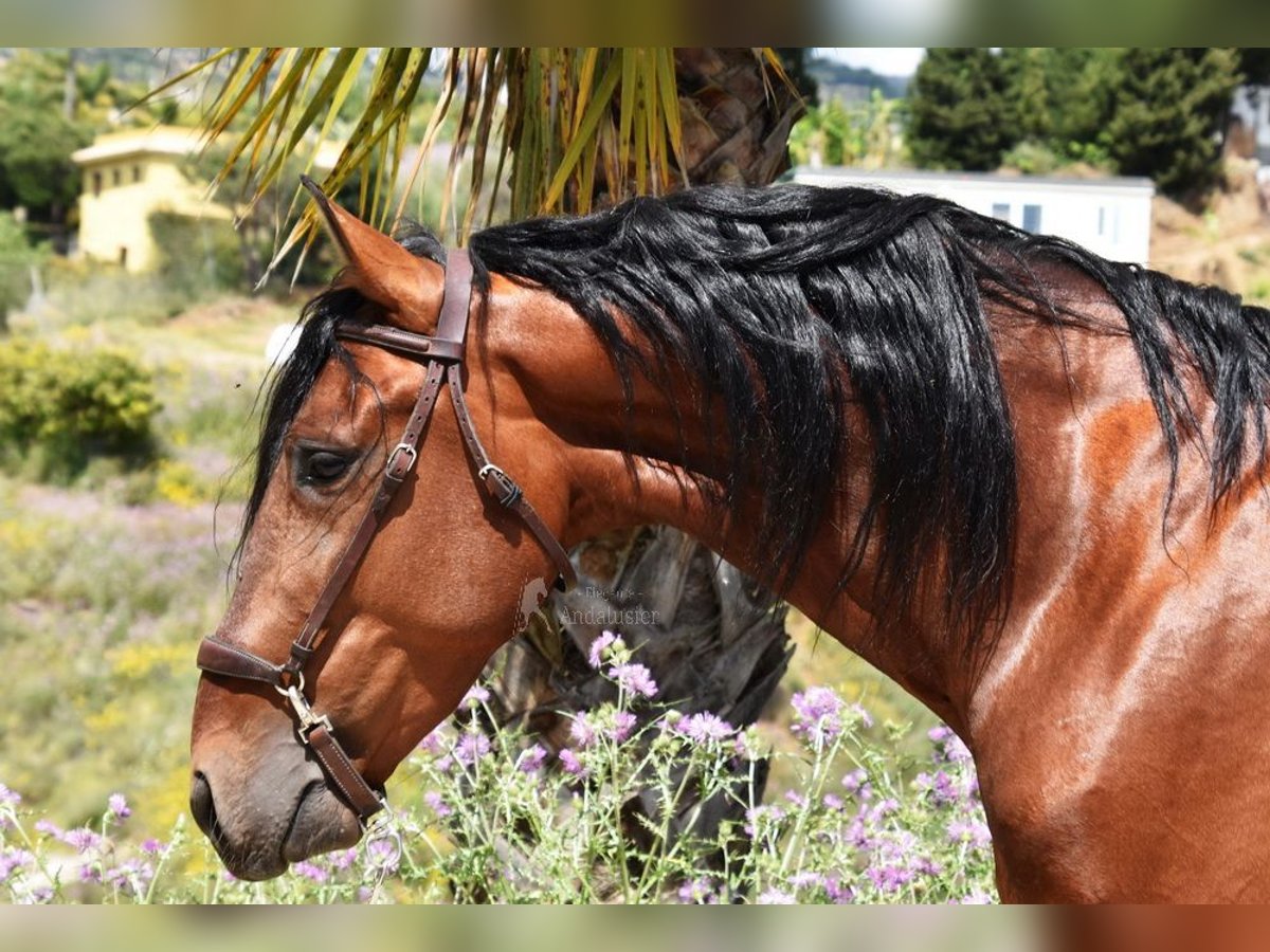 PRE Mestizo Semental 5 años 169 cm Castaño in Provinz Malaga