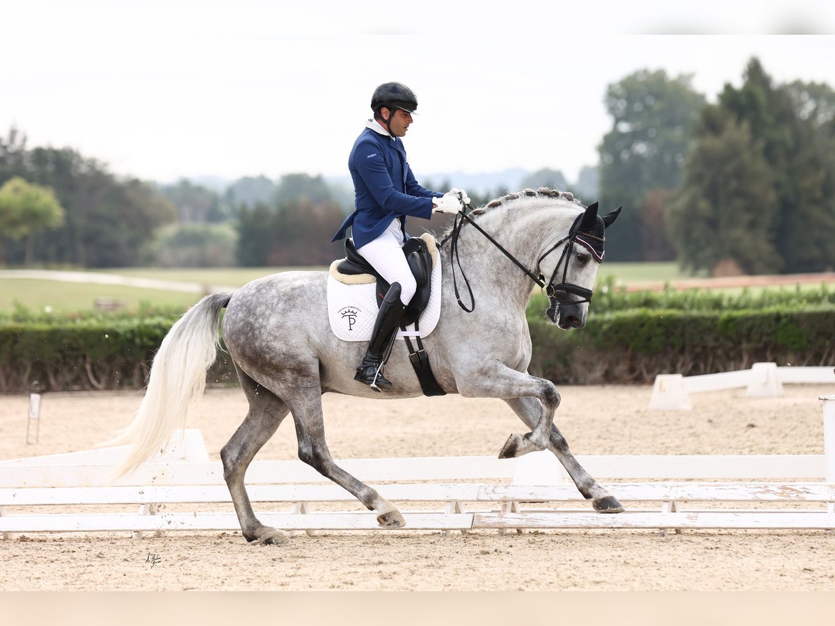 PRE Semental 5 años 169 cm Tordo in Bormujos Sevilla