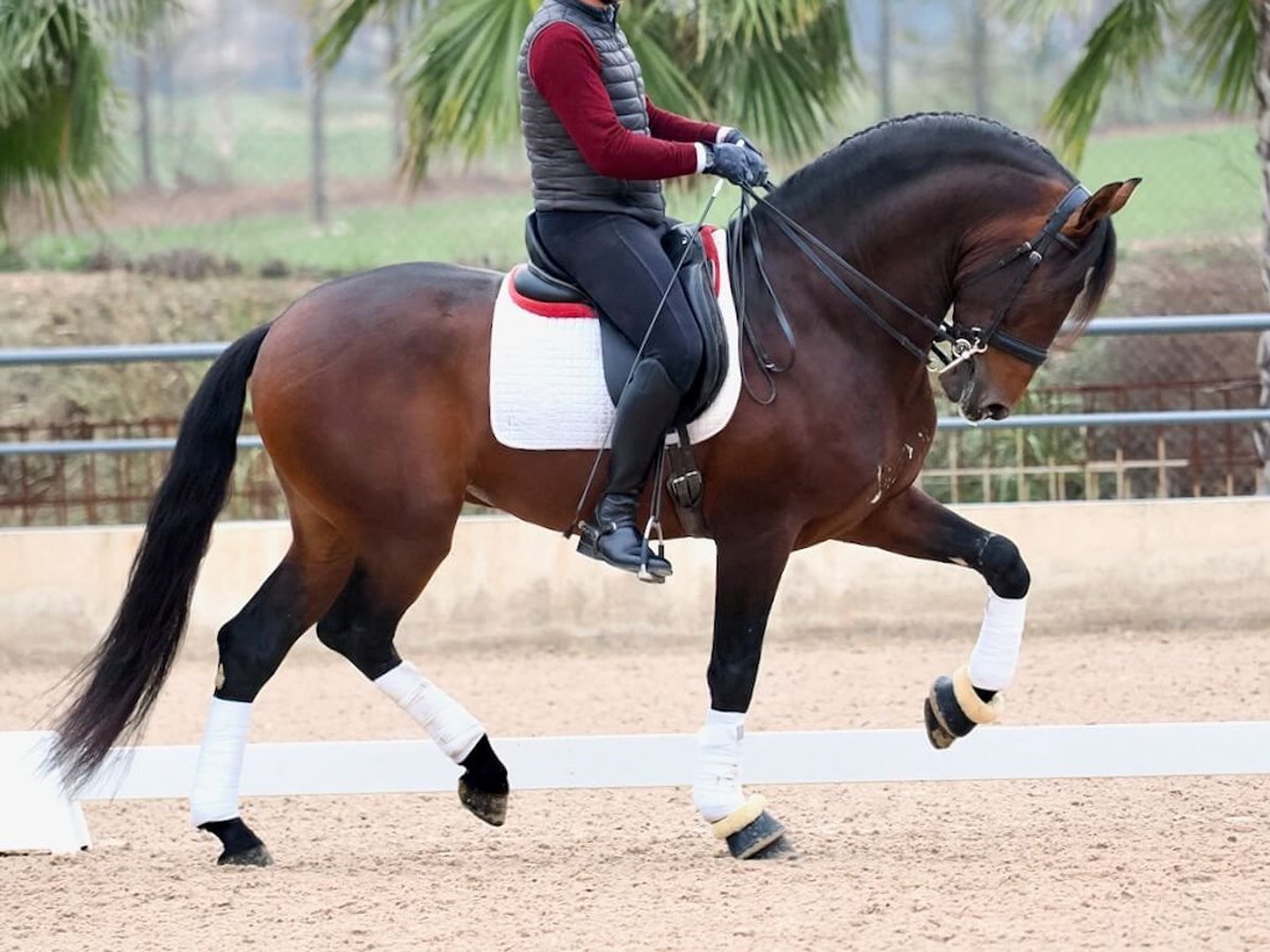 PRE Mestizo Semental 5 años 170 cm Castaño in Navas Del Madroño