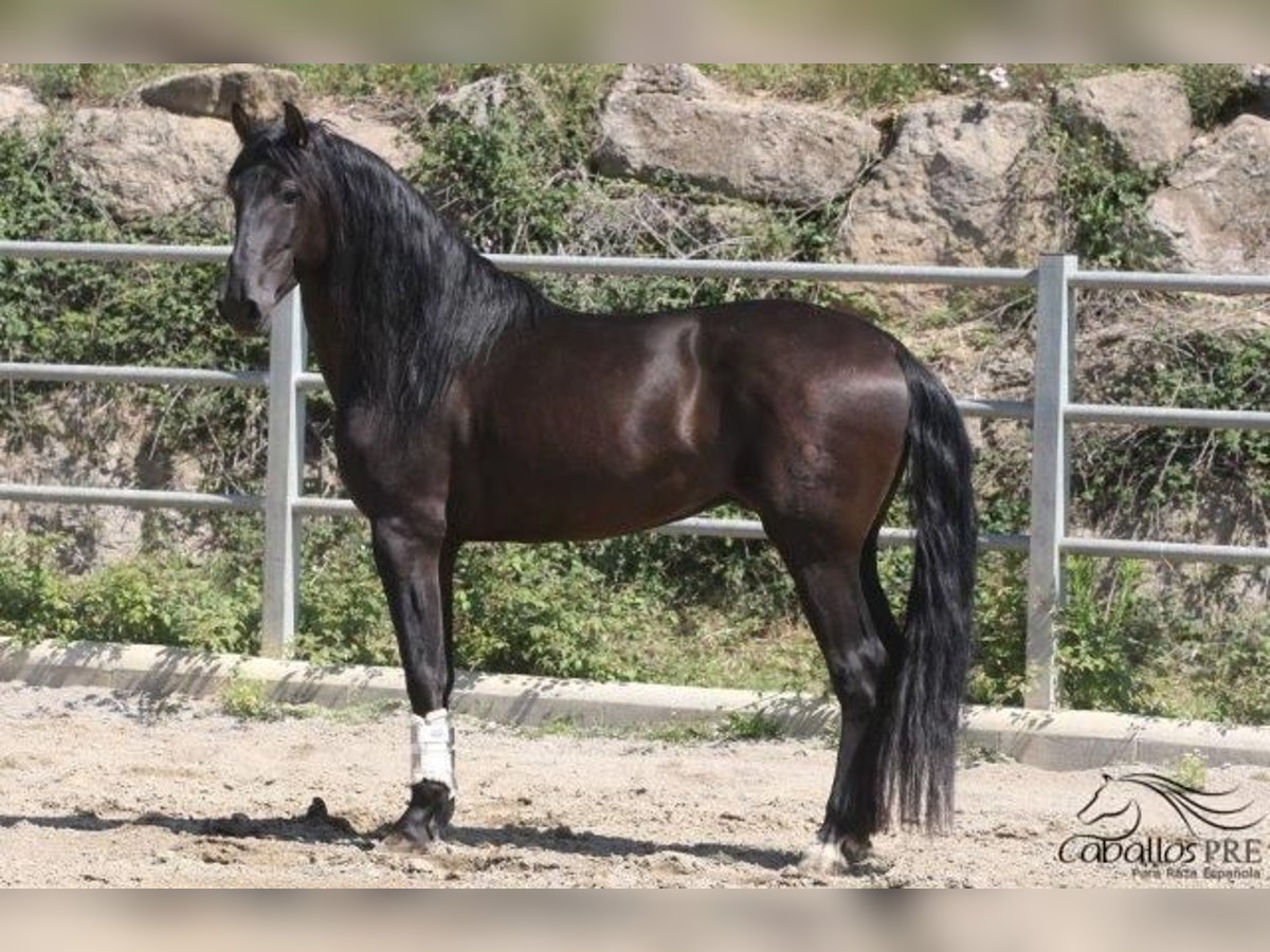 PRE Semental 5 años 170 cm Negro in Barcelona