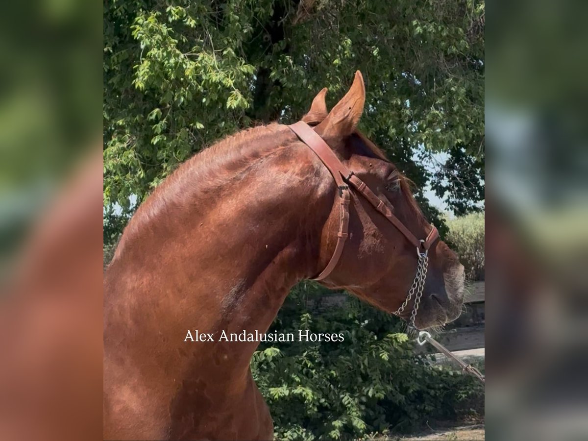 PRE Mestizo Semental 6 años 160 cm Alazán in Sevilla