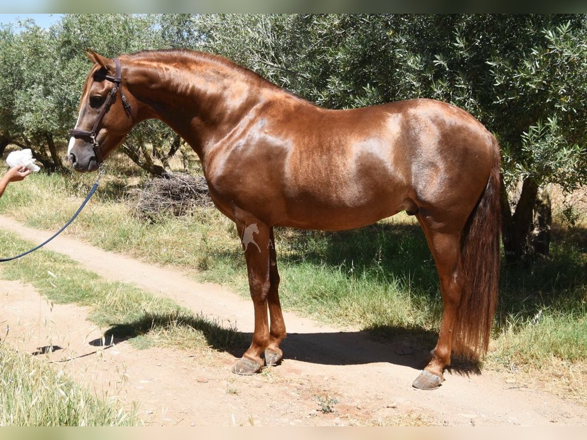 PRE Semental 6 años 161 cm Alazán in Provinz Granada