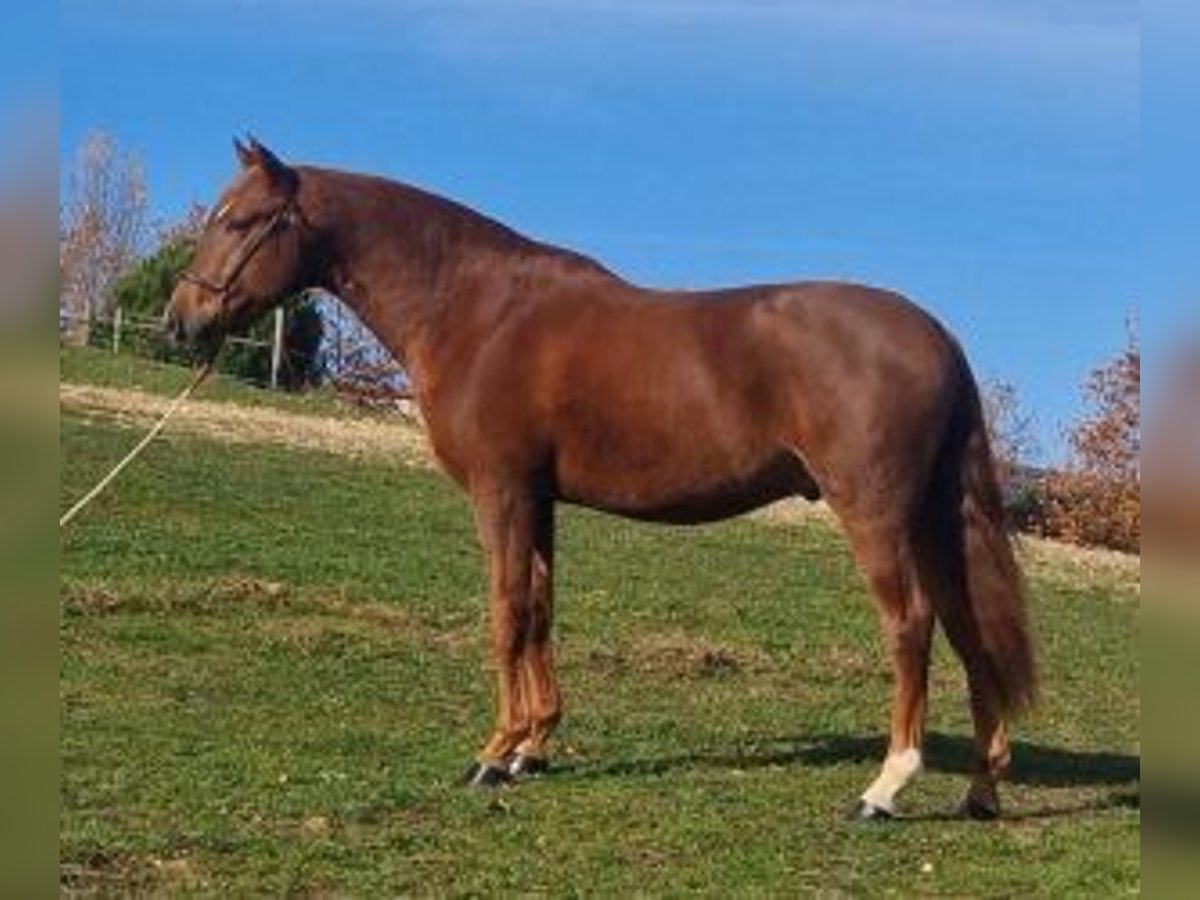 PRE Mestizo Semental 6 años 161 cm Alazán-tostado in Gijon