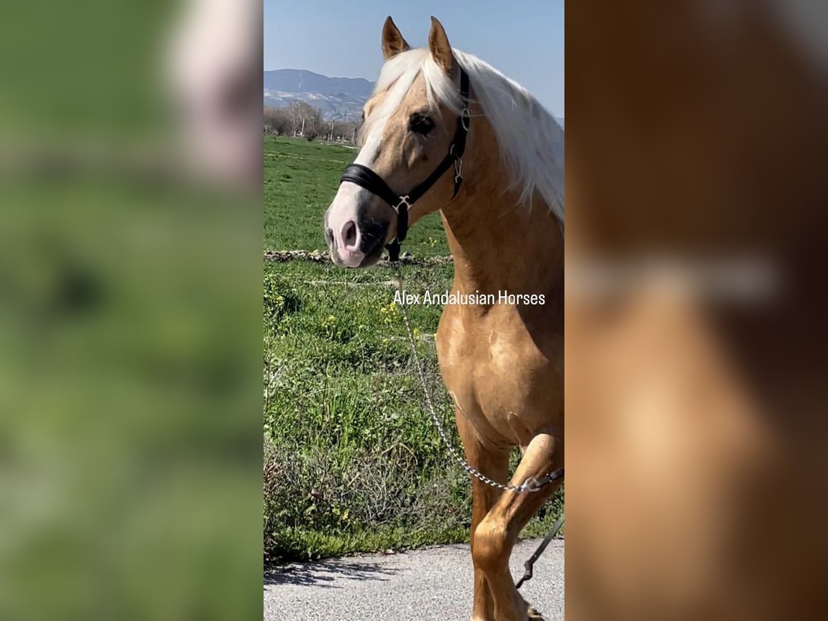 PRE Mestizo Semental 6 años 161 cm Palomino in Sevilla