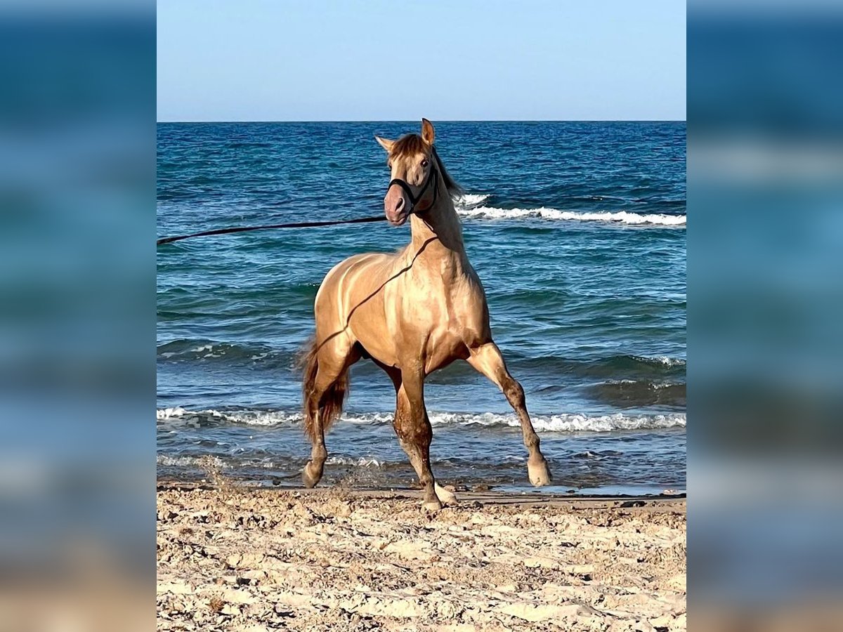 PRE Mestizo Semental 6 años 162 cm Champán in Málaga