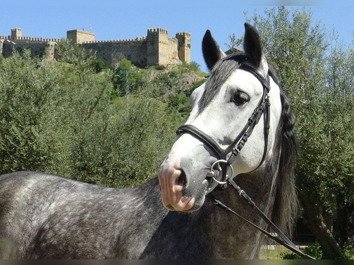PRE Semental 6 años 162 cm Tordo in Alpera