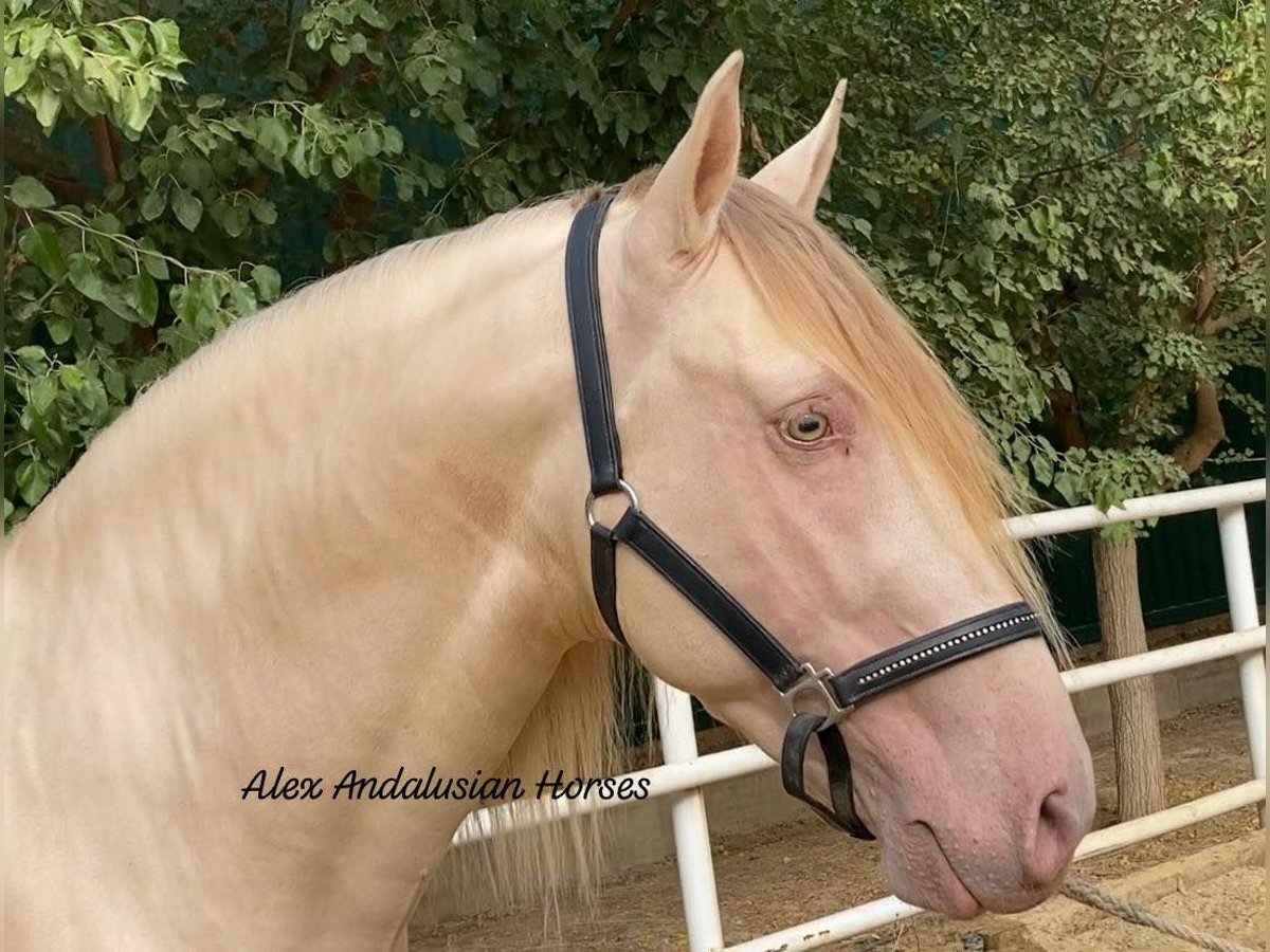 PRE Mestizo Semental 6 años 165 cm Perlino in Sevilla