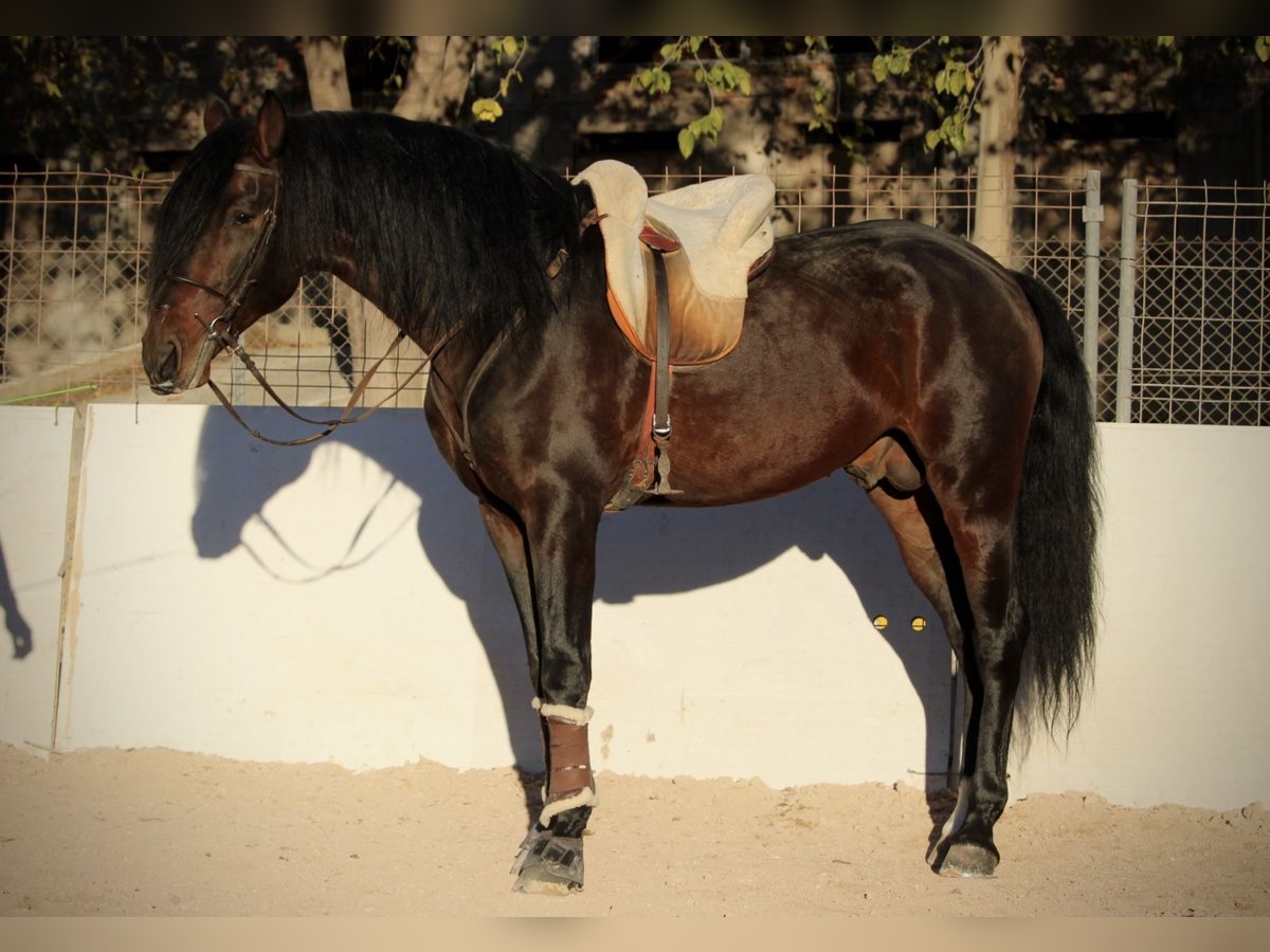 PRE Mestizo Semental 6 años 168 cm Castaño oscuro in Valencia