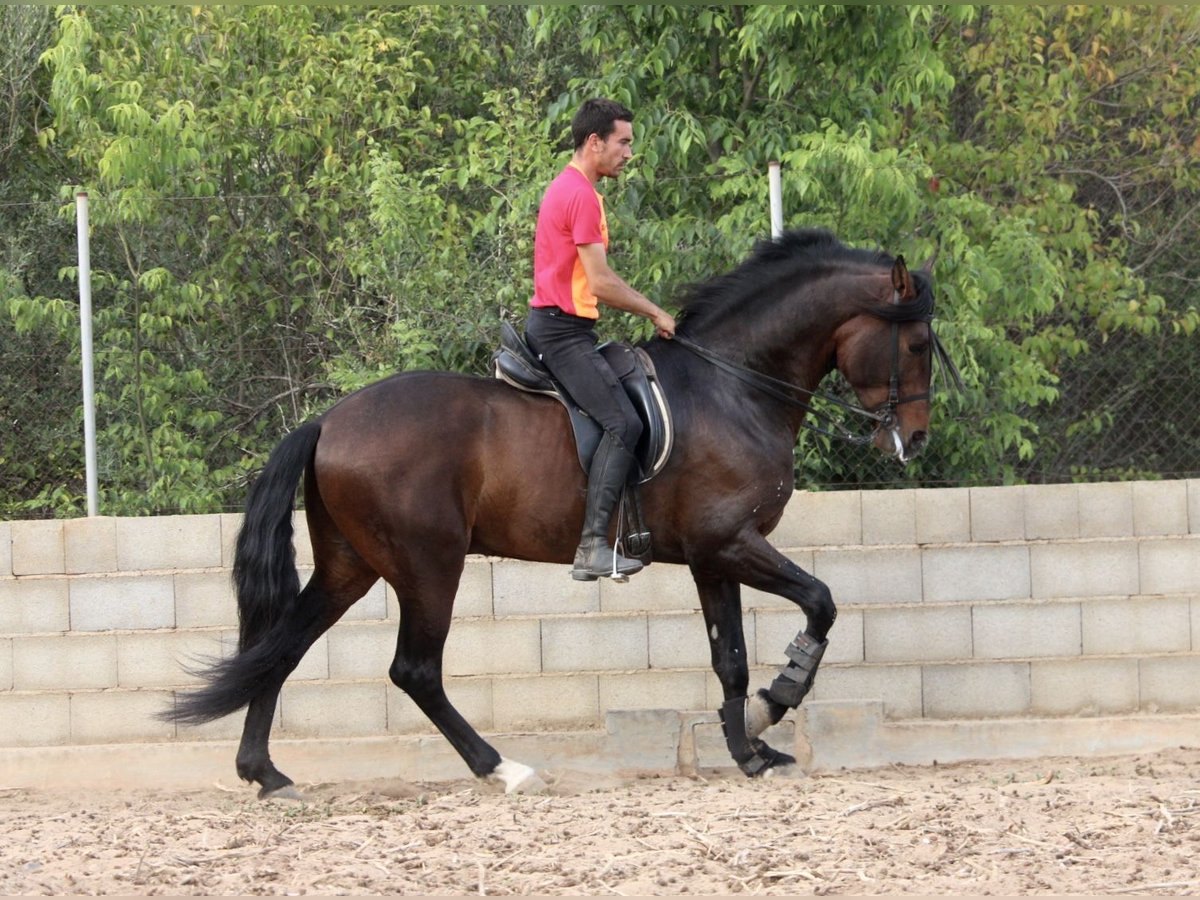 PRE Mestizo Semental 6 años 168 cm Castaño oscuro in Valencia