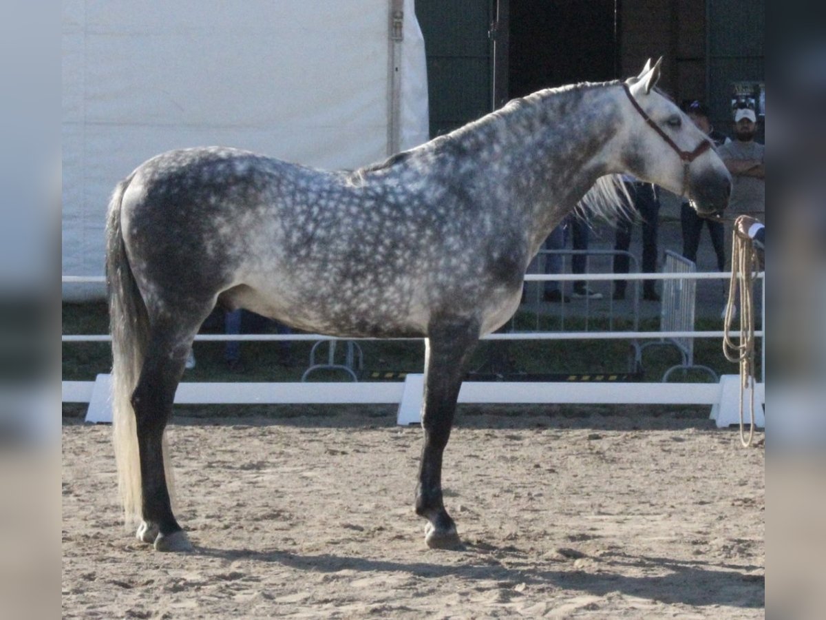 PRE Semental 6 años 168 cm Tordo rodado in Malia&#xF1;o