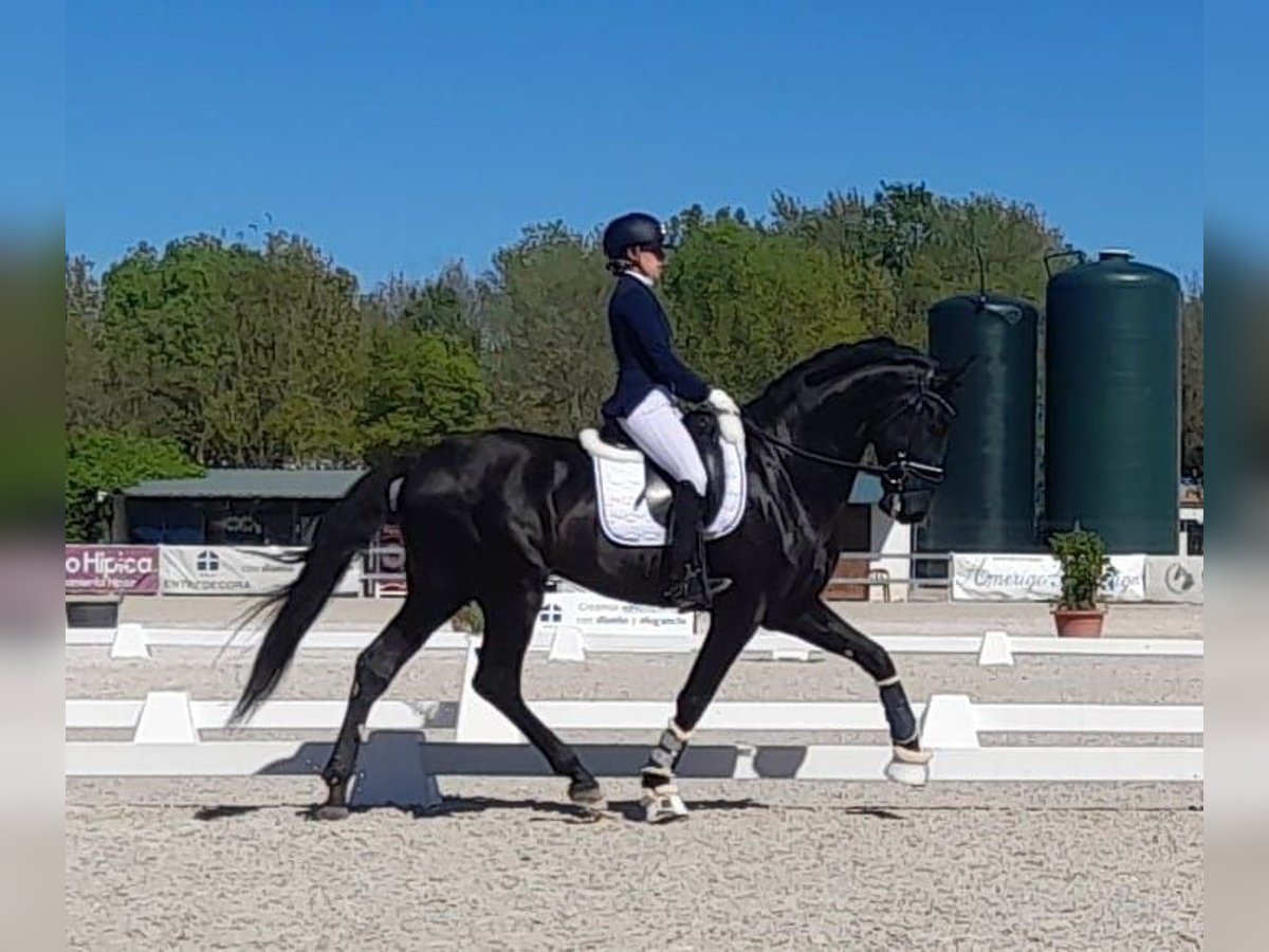 PRE Mestizo Semental 6 años 170 cm Negro in Navarra