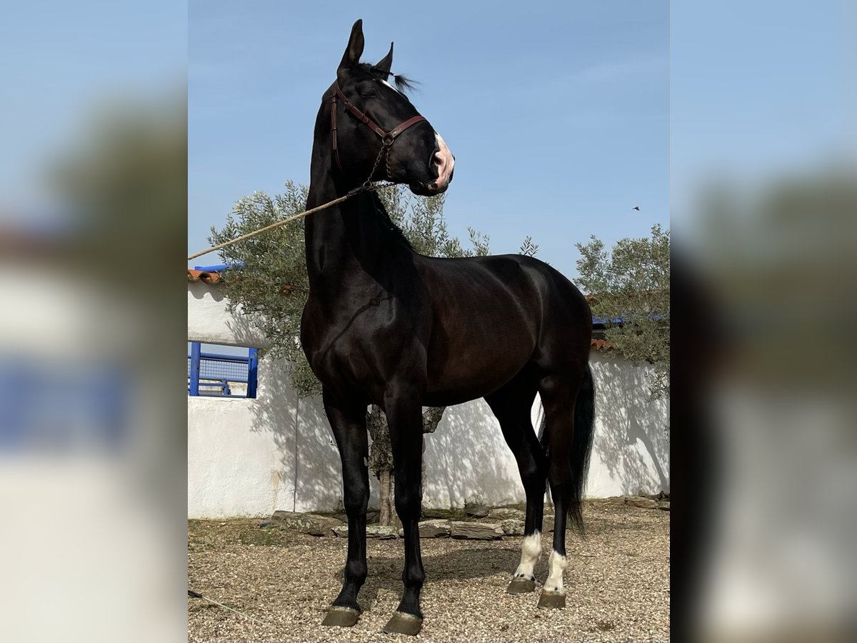 PRE Mestizo Semental 6 años 175 cm Negro in coria