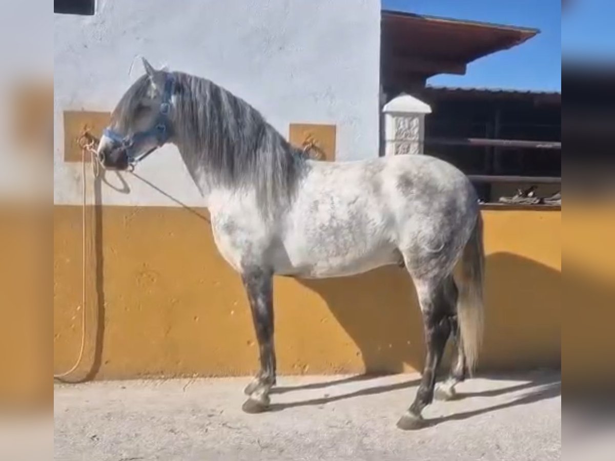 PRE Mestizo Semental 7 años 160 cm Tordo rodado in Martfeld