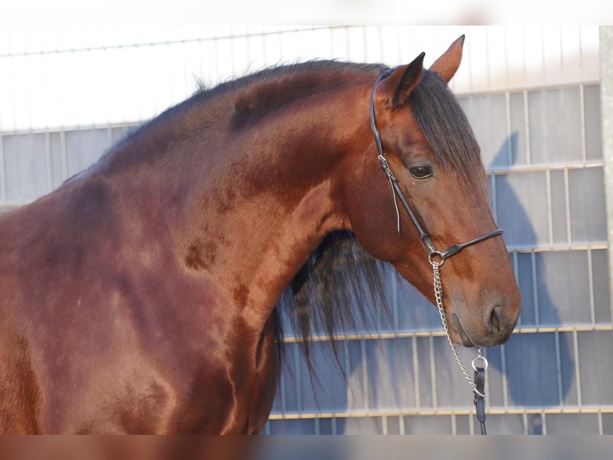 PRE Semental 7 años 162 cm Castaño in Krumbach