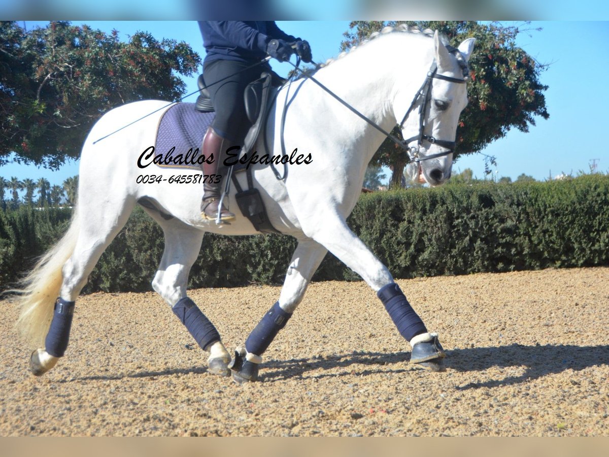 PRE Mestizo Semental 7 años 164 cm Tordo in Vejer de la Frontera