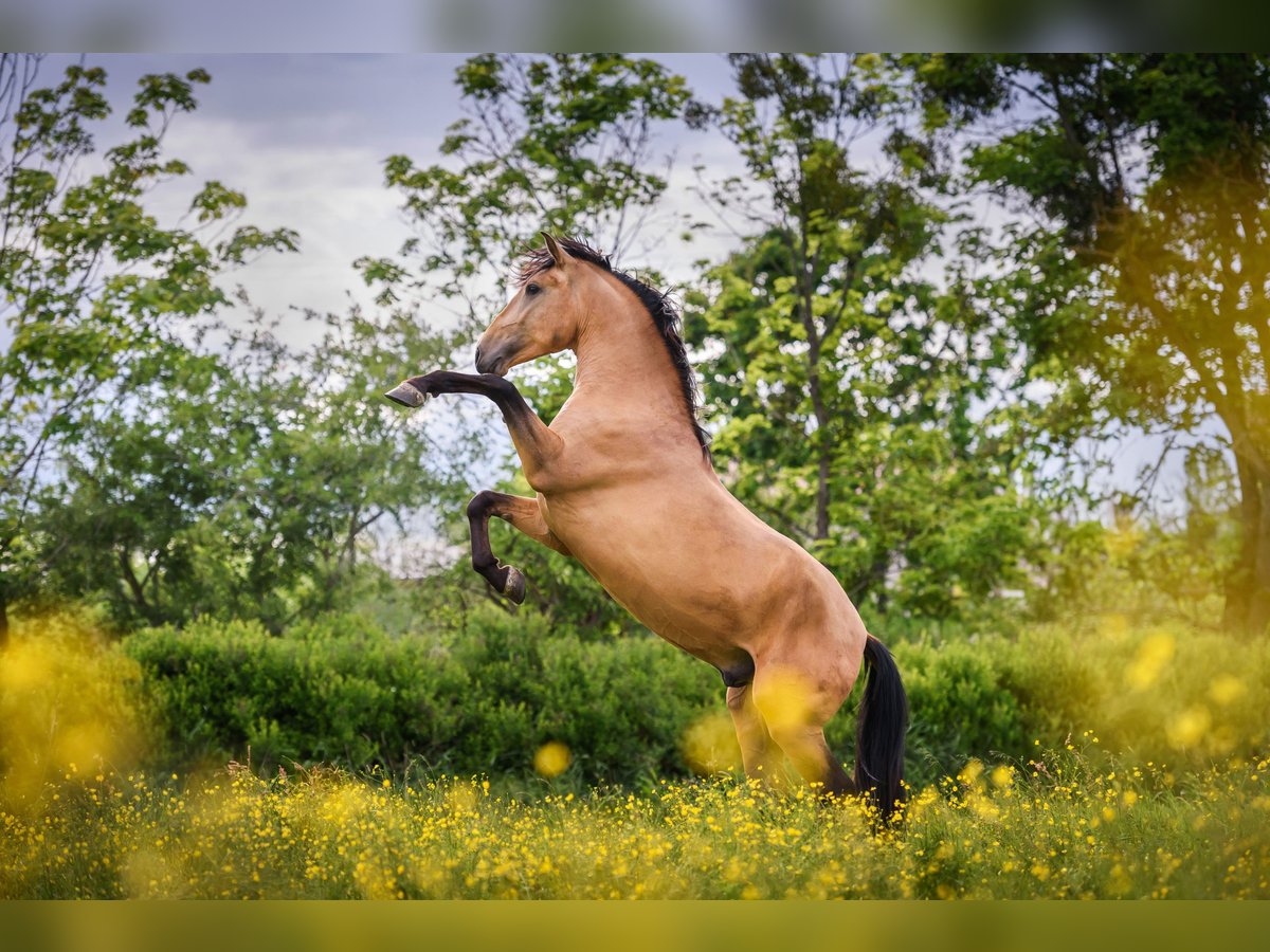 PRE Mestizo Semental 7 años 165 cm Buckskin/Bayo in Kaunas