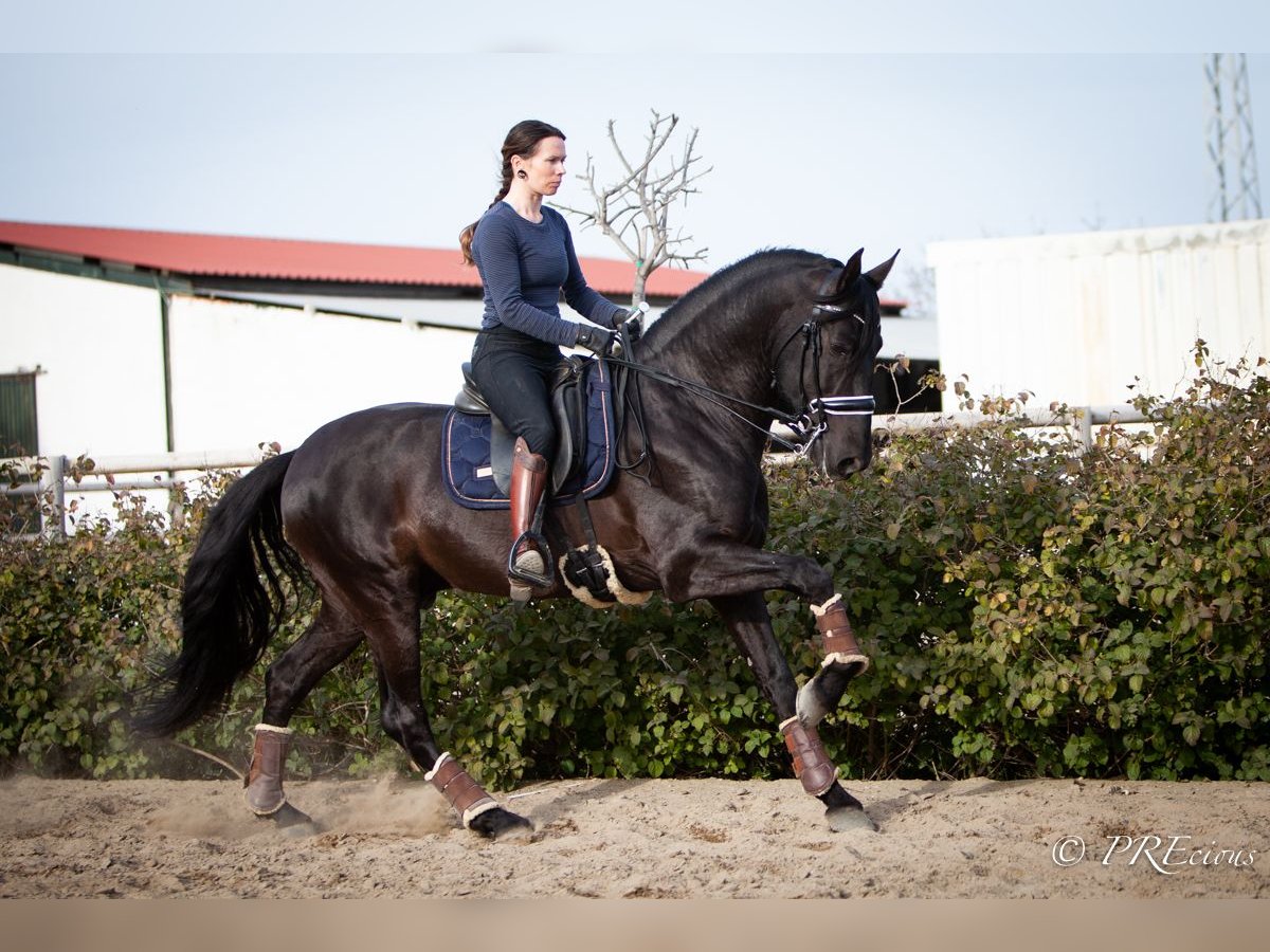 PRE Mestizo Semental 7 años 165 cm Negro in Sevilla