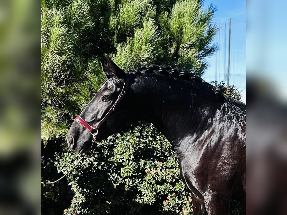 PRE Mestizo Semental 7 años 165 cm Negro in Madrid