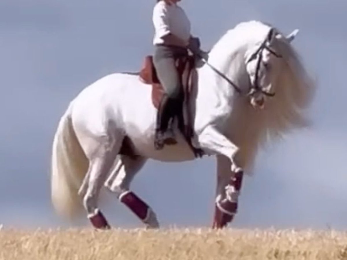 PRE Mestizo Semental 7 años 165 cm White/Blanco in Navas Del Madroño