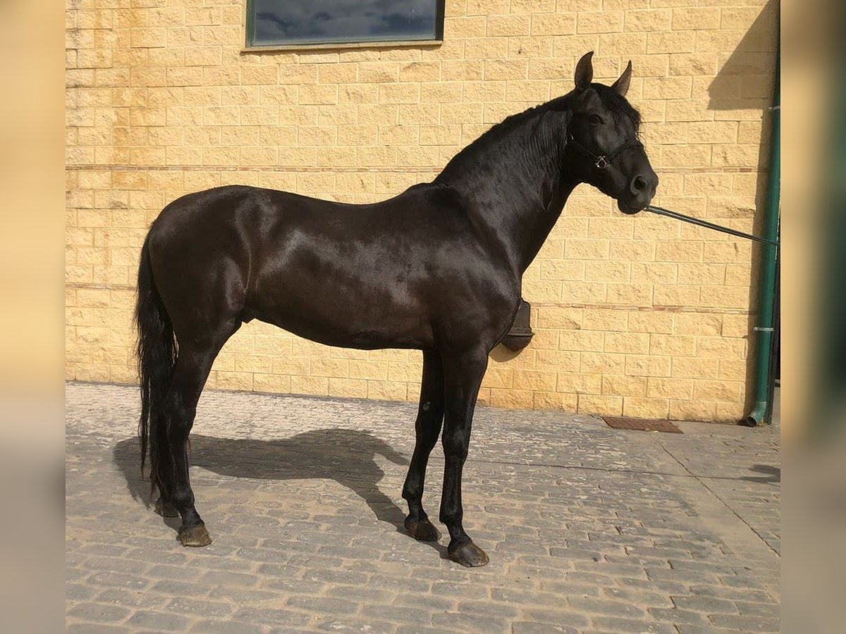 PRE Mestizo Semental 7 años 166 cm Negro in Madrid