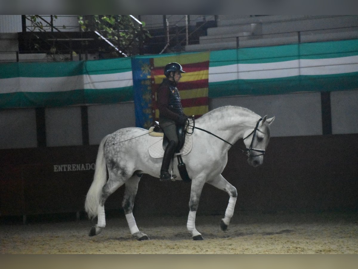 PRE, Semental in Sevilla
