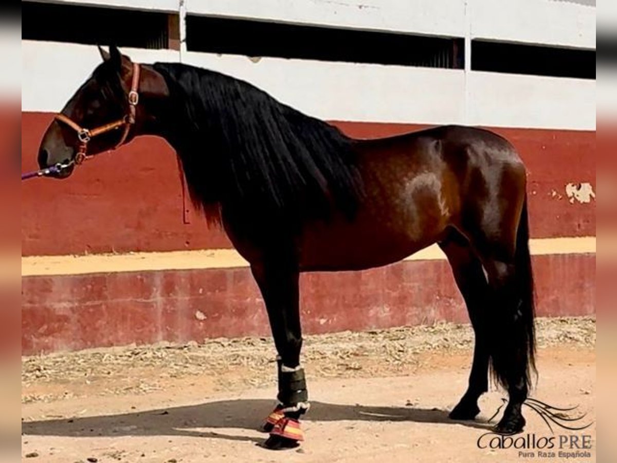 PRE Semental 7 años 168 cm Castaño in Badajoz