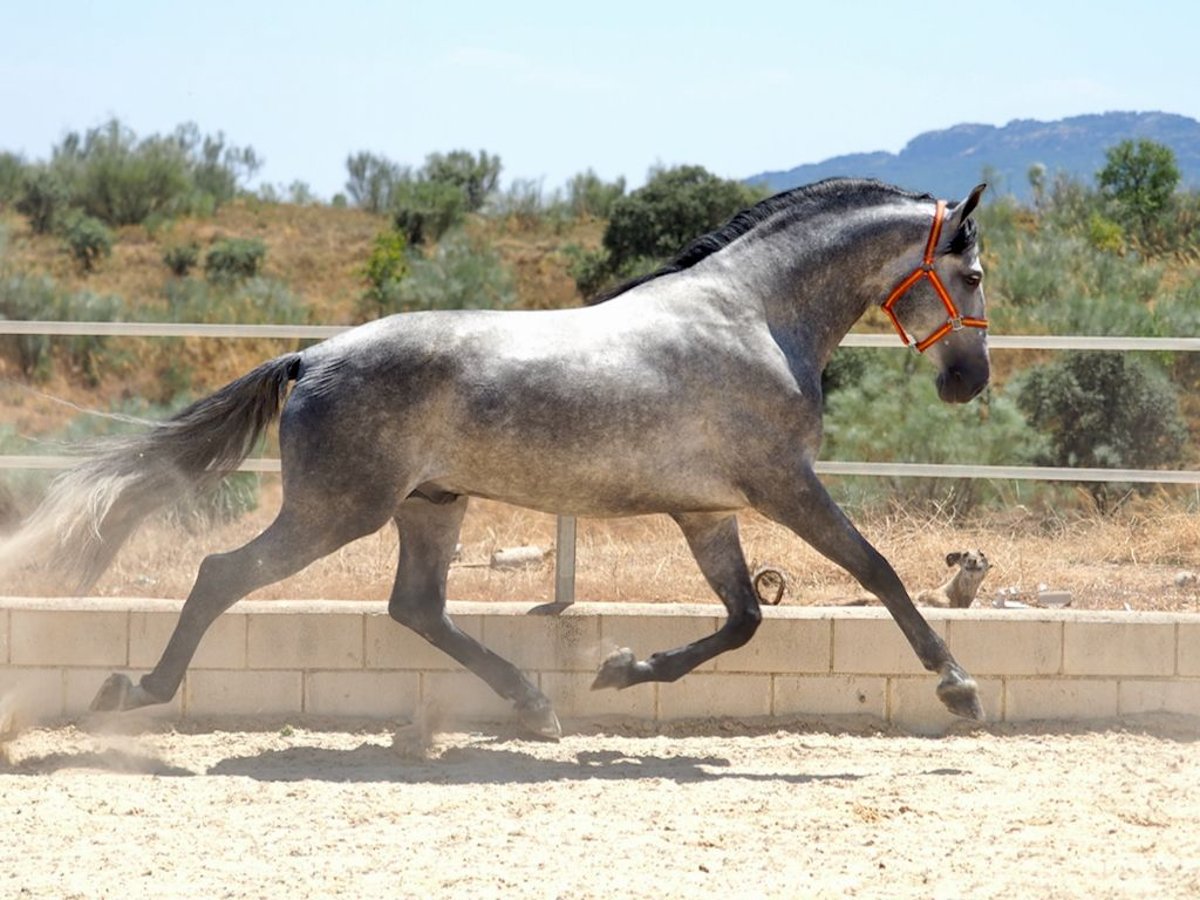 PRE Mestizo Semental 7 años 171 cm Tordo in Navas Del Madroño