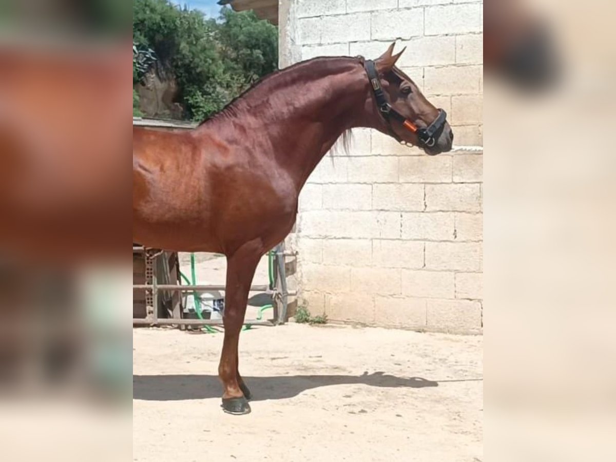 PRE Mestizo Semental 8 años 158 cm Alazán in Martfeld