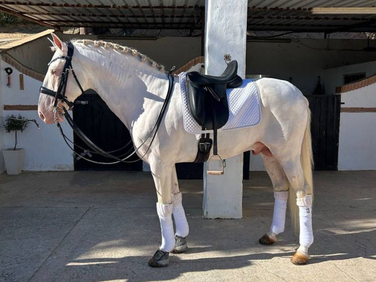 PRE Mestizo Semental 8 años 158 cm Perlino in Navas Del Madro&#xF1;o