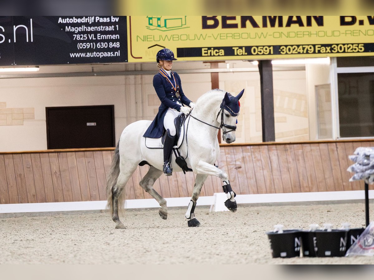 PRE Semental 8 años 160 cm in Vinkeveen