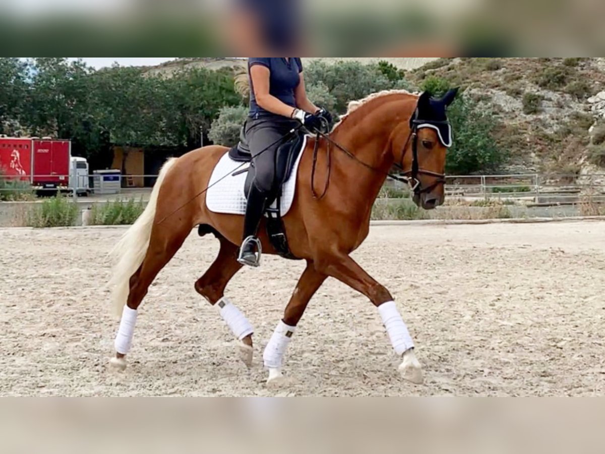 PRE Mestizo Semental 8 años 160 cm Palomino in NAVAS DEL MADRONO