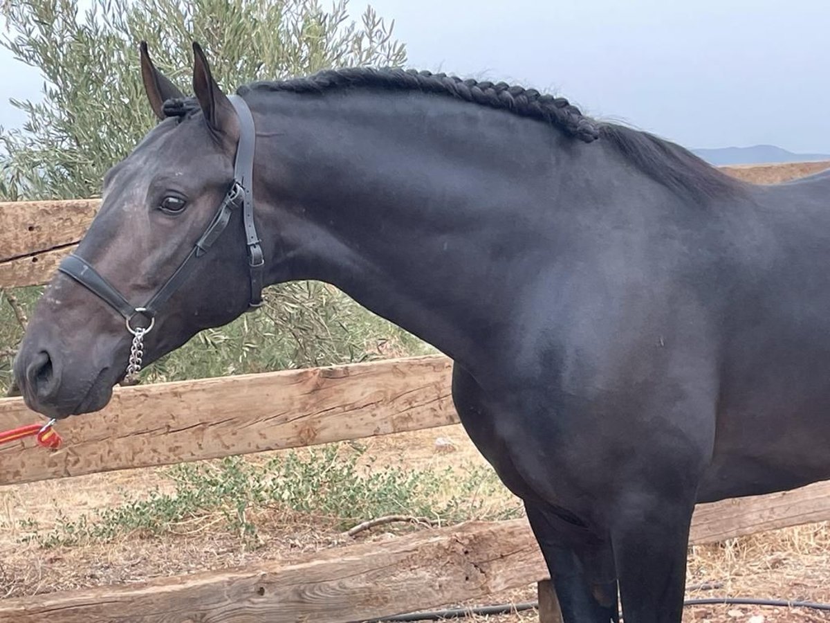 PRE Mestizo Semental 8 años 162 cm Castaño oscuro in Jaen