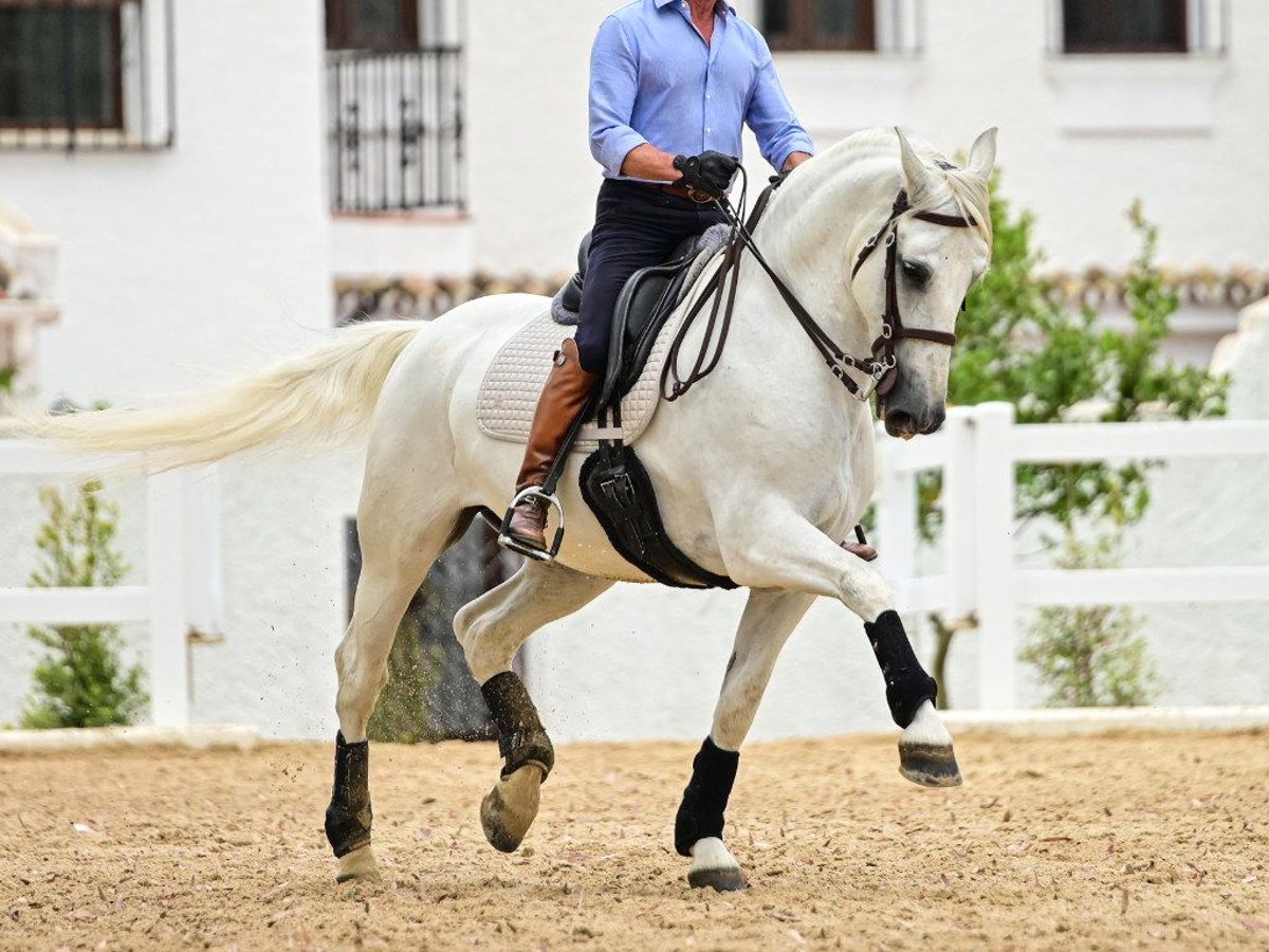 PRE Mestizo Semental 8 años 162 cm Tordo in Navas Del Madroño