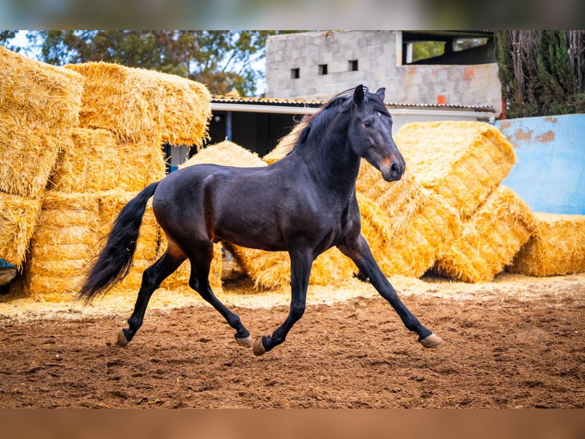 PRE Mestizo Semental 8 años 168 cm Negro in Valencia